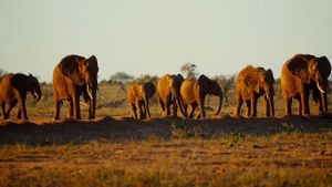 Ivory. A Crime Story's poster