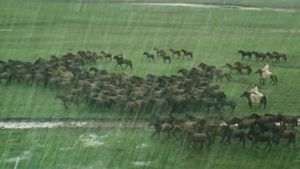 The Herdsman's poster