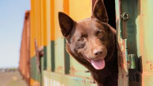 Koko: A Red Dog Story's poster