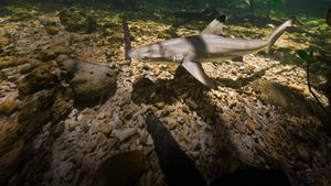 Baby Sharks's poster