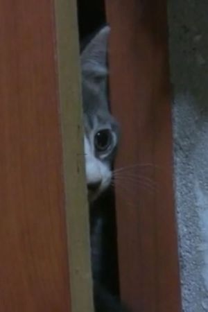 The record of my cat's poster