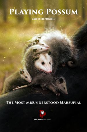 Playing Possum's poster