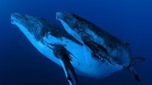 Whale Wisdom's poster