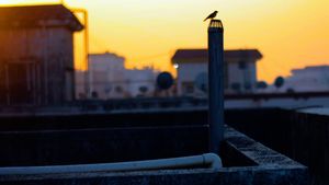 Just Like A Bird's poster