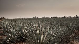 Agave: Spirit of a Nation's poster