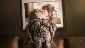 My Dog Stupid's poster