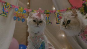 The Journey of the 12 Cats's poster