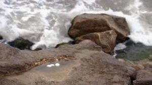 Seagull Eggs's poster