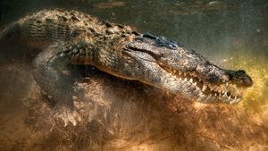 The Croc That Ate Jaws's poster