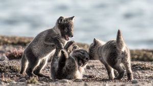 Canada: Surviving the Wild North's poster