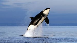Free Willy 2: The Adventure Home's poster