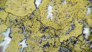 Lichens are the way's poster