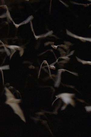 The Invisible Mammal's poster