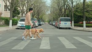 Adoring's poster