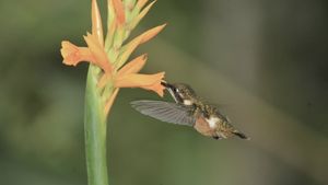 Hummingbirds: Jewelled Messengers's poster