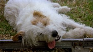 The Suicidal Dog's poster