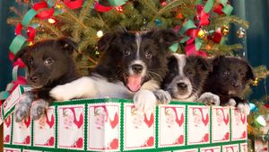 12 Dogs of Christmas: Great Puppy Rescue's poster