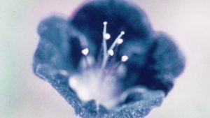 Glimpse of the Garden's poster