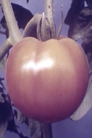 Tomatoe's poster