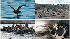 Patagonien 3D - Auf den Spuren von Charles Darwin: Von Buenos Aires bis Cabo dos Bahias's poster