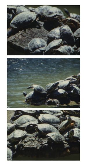 Tartarughe d’acqua's poster