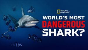 World's Most Dangerous Shark?'s poster