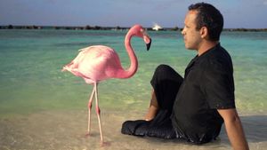 The Mystery of the Pink Flamingo's poster