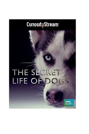 The Secret Life of Dogs's poster
