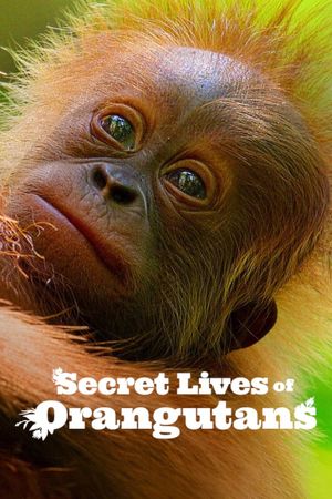 Secret Lives of Orangutans's poster