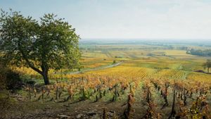 Back to Burgundy's poster
