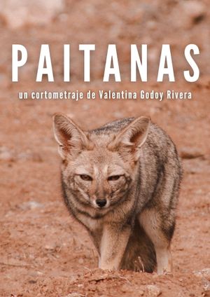 Paitanas's poster