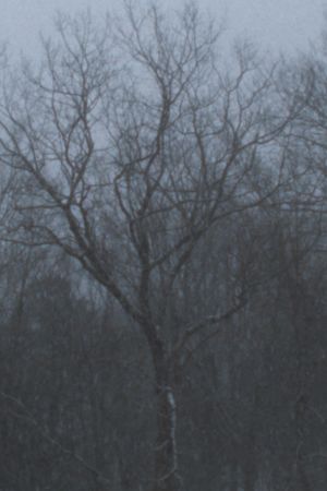Snowfall's poster