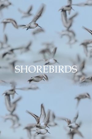 Shorebirds's poster