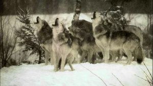 Wolf's poster