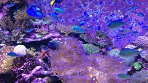 Can We Save the Reef?'s poster