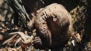 Pangolin: Kulu's Journey's poster
