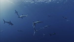 Shark Kingdom 3D's poster