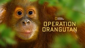 Operation Orangutan's poster