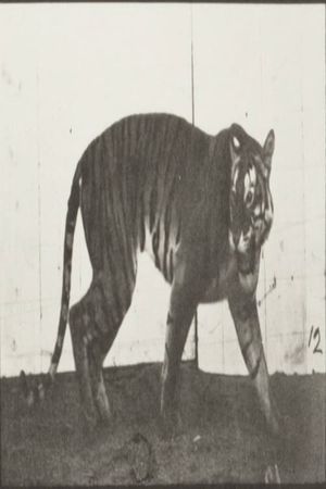 Tigress Walking's poster
