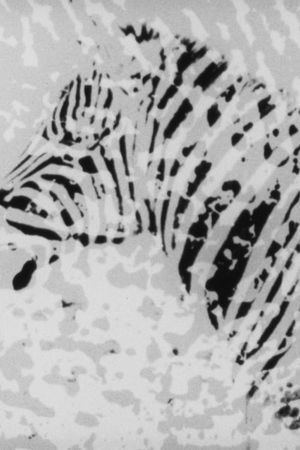 Zebra's poster