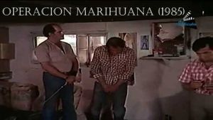 Operación marihuana's poster