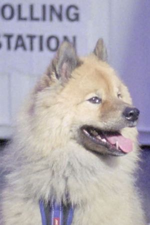 Dogs at Polling Stations's poster