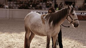 Aus Liebe zum Mustang's poster