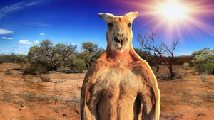 Big Red: The Kangaroo King's poster