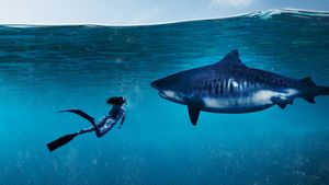 World's Biggest Tiger Shark's poster