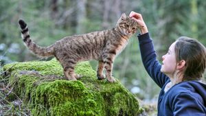 A Cat's Life's poster