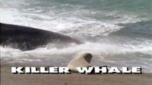 Predators of the Wild: Killer Whale's poster
