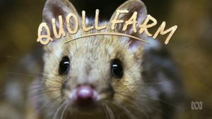 Quoll Farm's poster