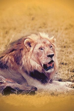 The African Lion's poster