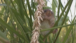 The Harvest Mouse: Grassland Acrobat's poster